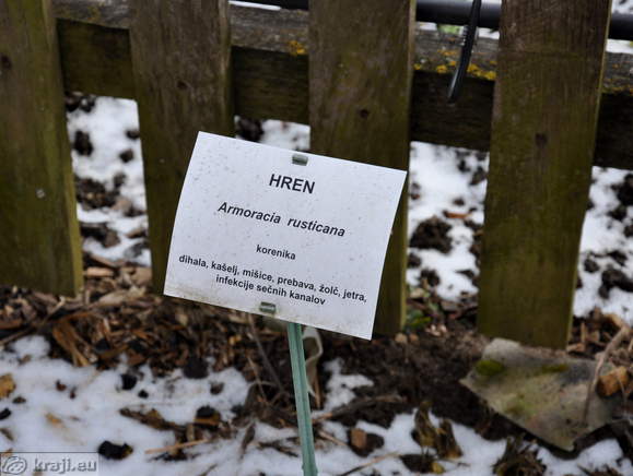 Hren - Armoracia rusticana Hren - Armoracia rusticana